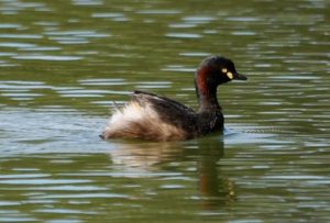 Native grebes being found stranded in strange places