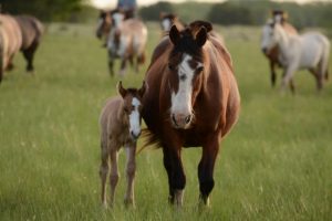 Horse owners urged to report any sudden deaths