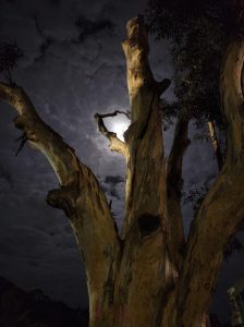 Council divides, Tree remains