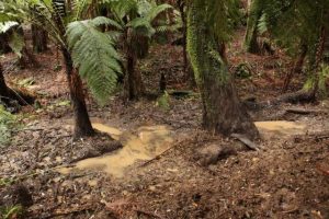 National deer management plan welcomed, some say more action needed