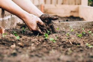 Shrubs and Grubs