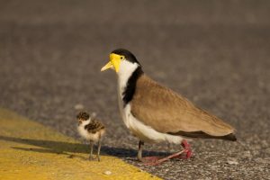 Locals targeted by plovers