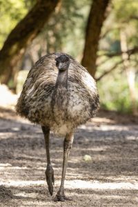 Egg-citing arrival of emu chick