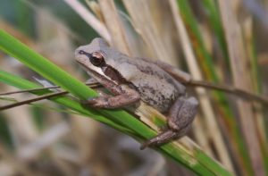 ‘Ribbiting’ frog talk for gardeners
