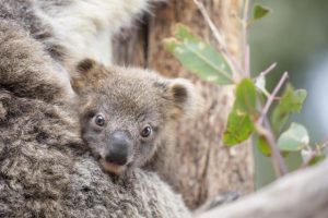 Jumping for Joy at Healesville Sanctuary