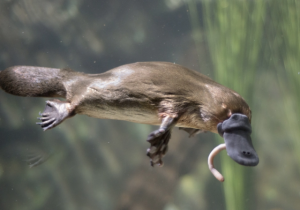 Come platypus spotting along the Yarra River