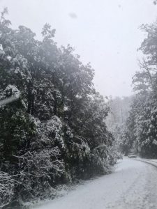 Snowy Friday