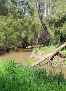 Inaugural Riverfest a success