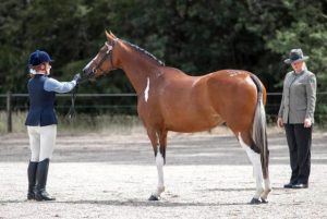 Horse Talk