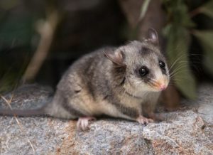 Help track the crucial food source for Pygmy Possum