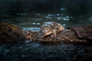 Platypus spotting with local landcare groups