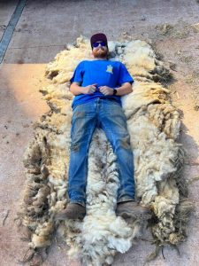 Successfully saving Sugar the sheep after six months