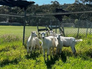 Lost goats found in Launching Place