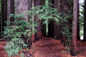 Planning application for Redwood Forest upgrades lodged