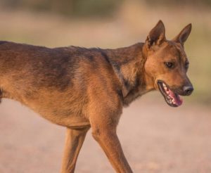 Wilds dogs wreaking havoc prompts calls for more management