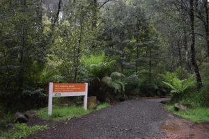 Friends of the Leadbeater’s Possum invite all for forest tour