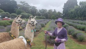 Floral festivities in Yarra Valley