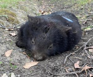 Hunt on for lost joey of Woori Yallock wombat hit by a car