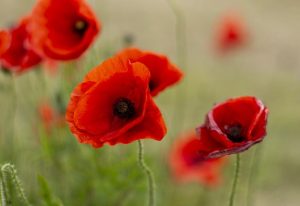 Remembrance Day services in the Upper Yarra