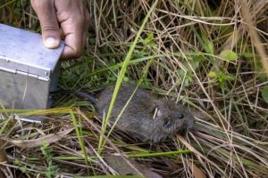 More than 20 species added to threatened list ahead of bushfire season
