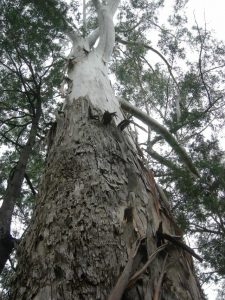 Dunn’s white gum misses top spot in Tree of the Year comp