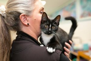 Feline vaccine shortage
