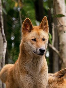 New research throws current wild dog management and dingo conservation policy into disrepute