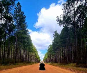More support to cater for the undersupply in the forestry industry