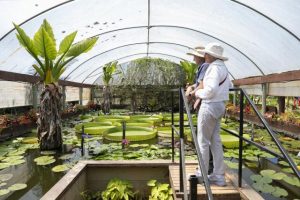 Blue Lotus Water Garden back to its best