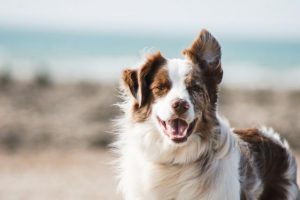 A different view of dogs