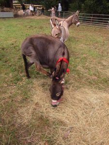 A fant-ass-tic day out at Yarra Ranges Donkey Festival