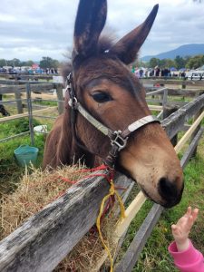 Horse Talk