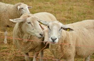 Timely resource for sheep producers