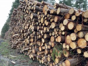 Part Three: A history of forestry
