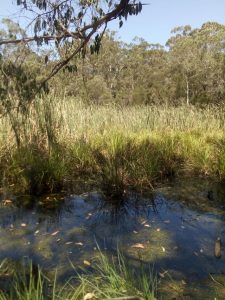 Rarely-spotted reed re-recorded in Yellingbo Nature Conservation Area