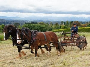 Draught Horse and Yesteryear Festival bringing a blast from the past