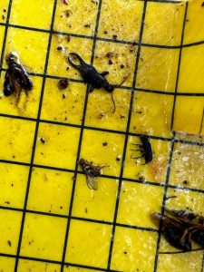 Gardeners and farmers urged to be on alert for Queensland fruit fly