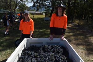 Harvest day arrives at Upper Yarra Secondary College