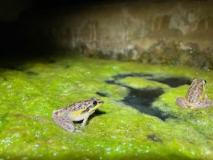Critically endangered frogs’ lifesaving return to mountain streams