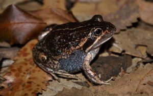 1 million ribbits and going strong