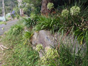 Agapanthus weed control