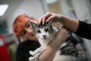 Feline F3 vaccines back