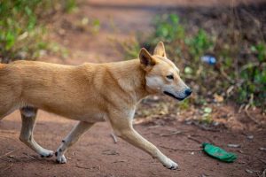 Dingo debacle continues as small population in north-west protected