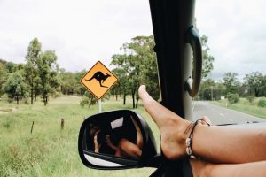 Tips to avoid wildlife on the road this long weekend