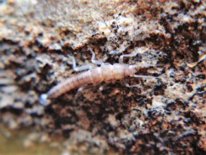Critical habitat determination for Mt Donna Buang Wingless Stonefly rejected