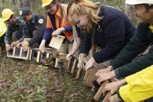 30 more Helmeted Honeyeaters released into the Upper Yarra
