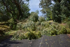 Roadside storm debris cleanup update | Upper Yarra Star Mail