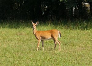 Deer control getting underway on Parks Victoria land