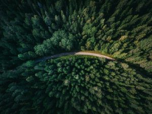 Forest therapy