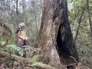 Kinglake residents are concerned about planned burns